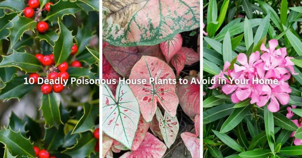 10 Deadly Poisonous House Plants to Avoid in Your Home