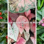 10 Deadly Poisonous House Plants to Avoid in Your Home