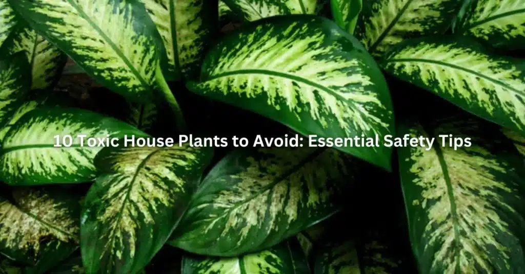 10 Toxic House Plants to Avoid: Essential Safety Tips