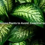 10 Toxic House Plants to Avoid: Essential Safety Tips