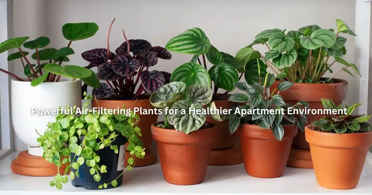 Powerful Air-Filtering Plants for a Healthier Apartment Environment