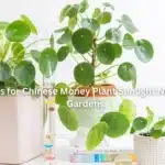 7 Powerful Tips for Chinese Money Plant Sunlight Needs in Vertical Gardens