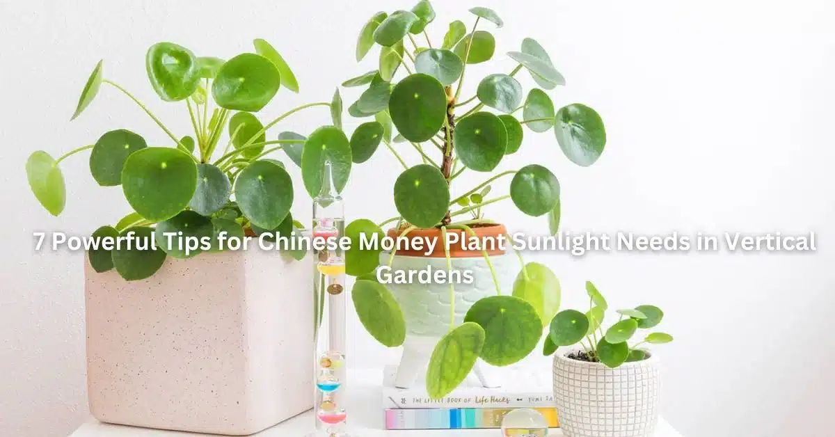 7 Powerful Tips for Chinese Money Plant Sunlight Needs in Vertical Gardens