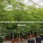 7 Secrets to Thriving Bucida Buceras Indoors: A Vertical Gardening Marvel