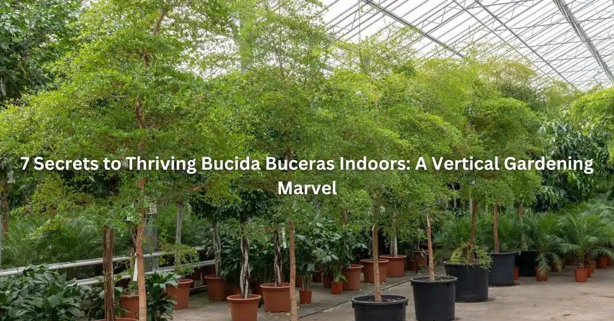 7 Secrets to Thriving Bucida Buceras Indoors: A Vertical Gardening Marvel