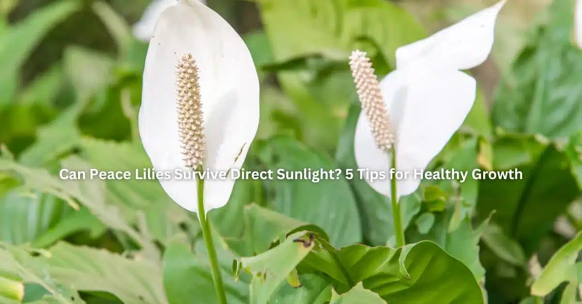 Can Peace Lilies Survive Direct Sunlight? 5 Tips for Healthy Growth