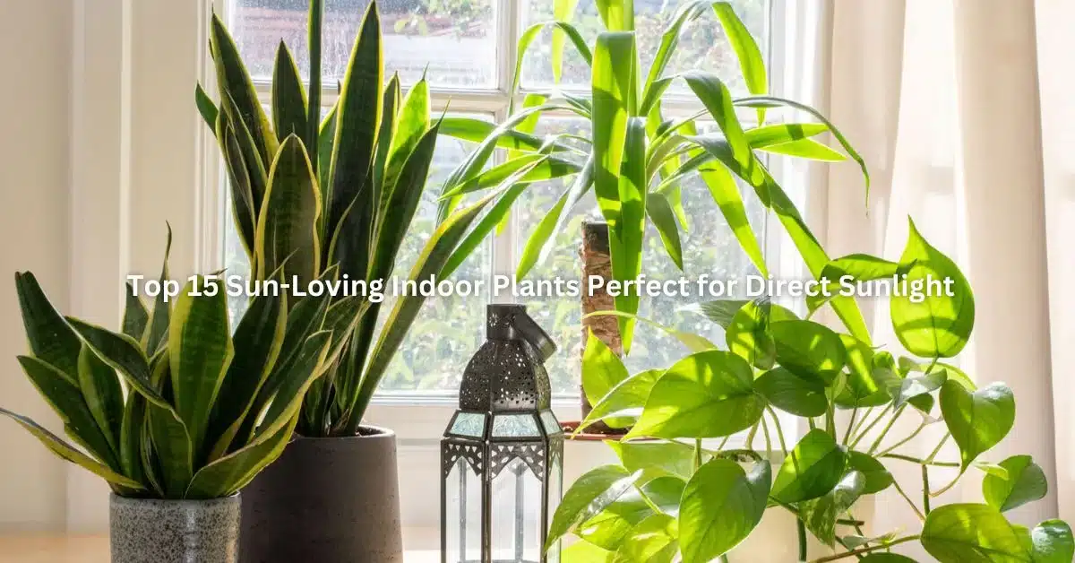 Top 15 Sun-Loving Indoor Plants Perfect for Direct Sunlight