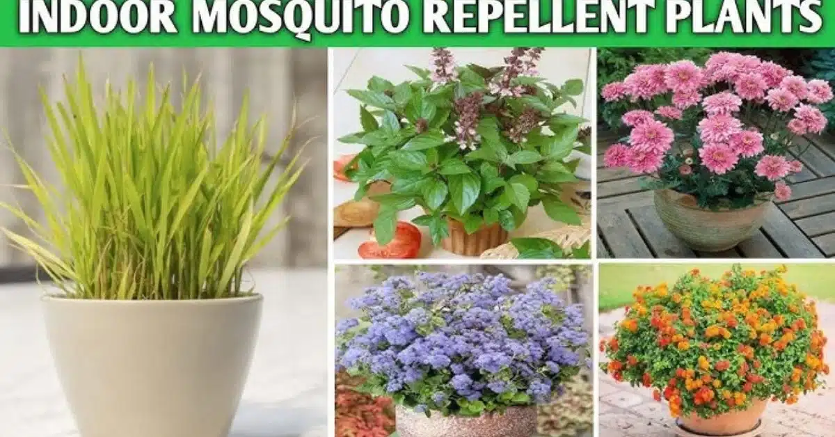 10 Indoor Plants That Repel Bugs: Natural Solutions for a Pest-Free Home