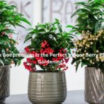 7 Reasons Ardisia Bospremium Is the Perfect Indoor Berry Plant for Vertical Gardening