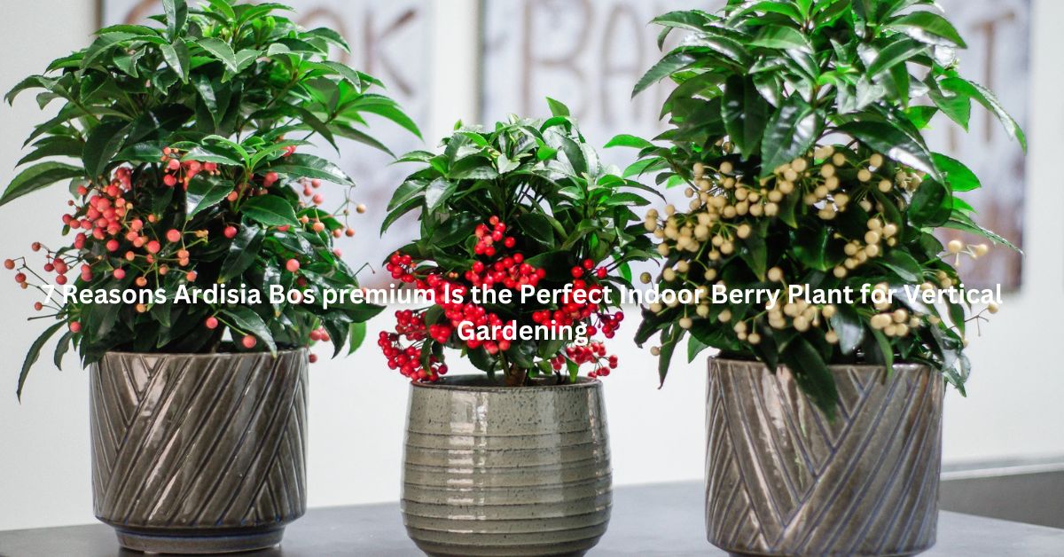 7 Reasons Ardisia Bospremium Is the Perfect Indoor Berry Plant for Vertical Gardening