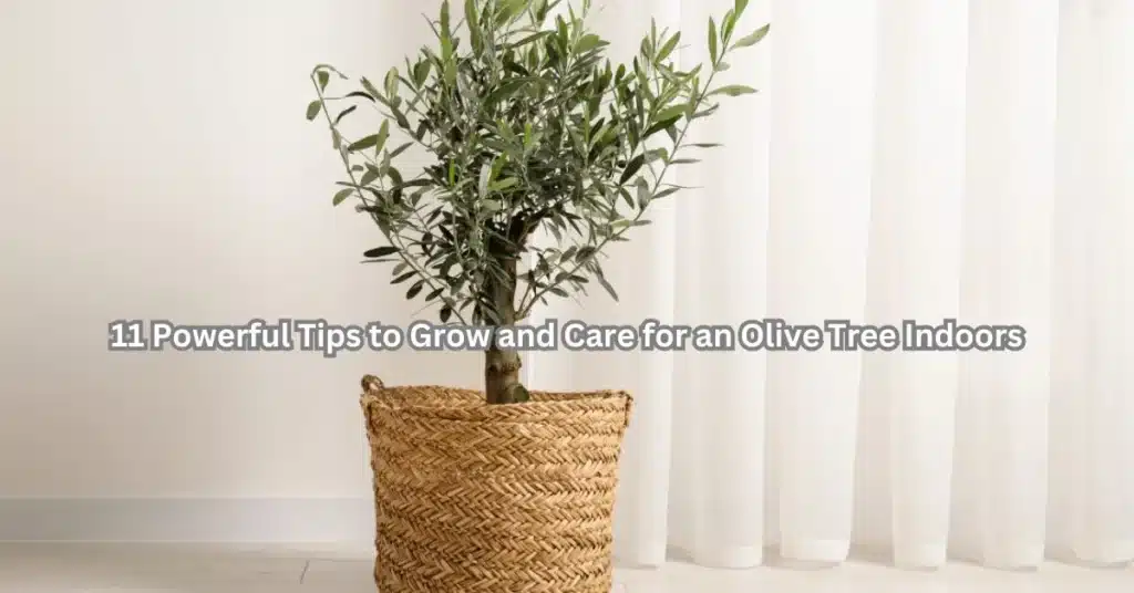 11 Powerful Tips to Grow and Care for an Olive Tree Indoors